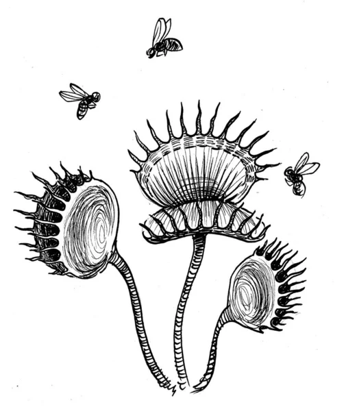 食肉植物和飞虫 墨水黑白画 — 图库照片