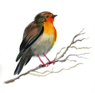 Ağaç dalındaki kuş. Mürekkep ve suluboya çizim