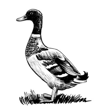 Mallard ördek kuşu. Mürekkep siyah beyaz çizim