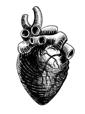 İnsan kalbi. Mürekkep siyah beyaz çizim