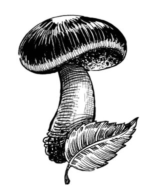 Mantar ve yaprak. Mürekkep siyah beyaz çizim