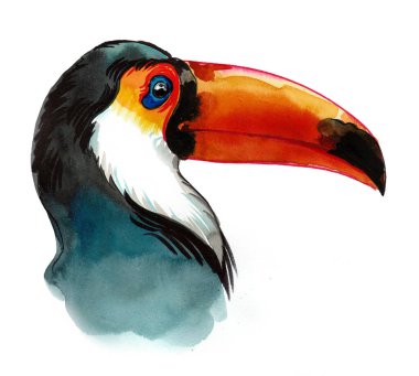 Tukan kuşu. Mürekkep ve suluboya çizim