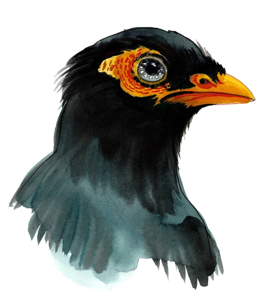 Cabeza Pájaro Negro Dibujo Tinta Acuarela — Foto de Stock