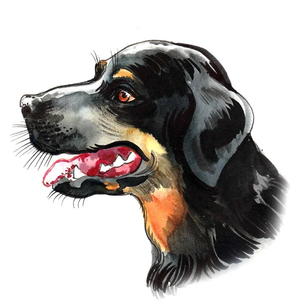 Köpek Kafası Mürekkep Suluboya Çizim — Stok fotoğraf