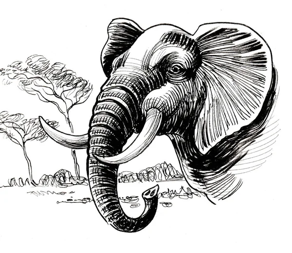 Tête Éléphant Encre Dessin Noir Blanc — Photo