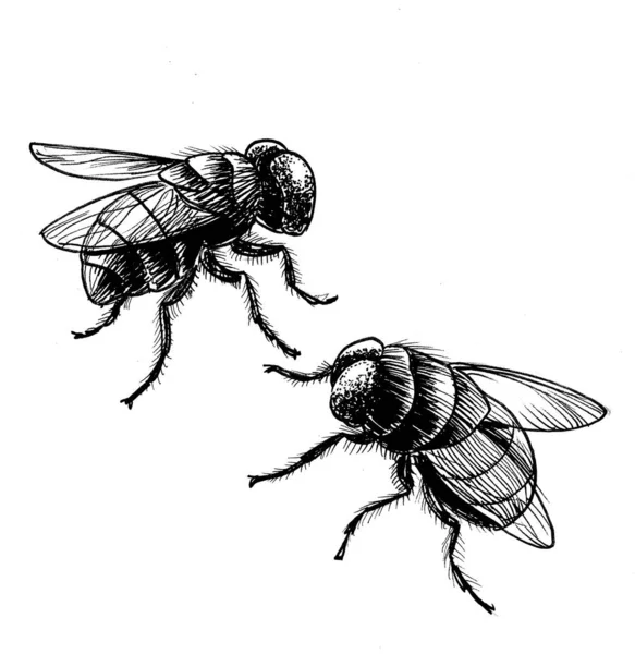 Dvě Mouchy Hmyzu Černobílá Kresba Inkoustu — Stock fotografie