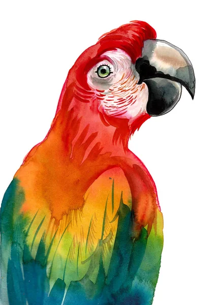 Parrot Bird Head Ink Watercolor Drawing — стоковое фото