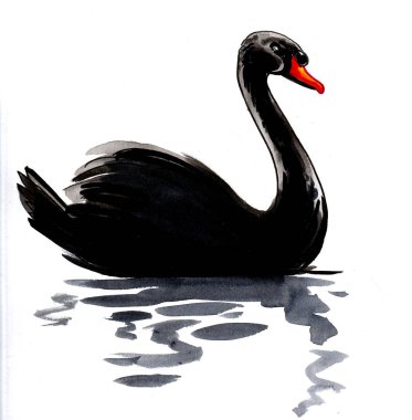 Yüzen siyah kuğu. Mürekkep ve suluboya çizim