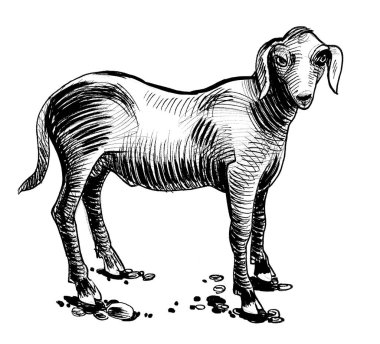 Ayakta duran koyun. Mürekkep siyah beyaz çizim