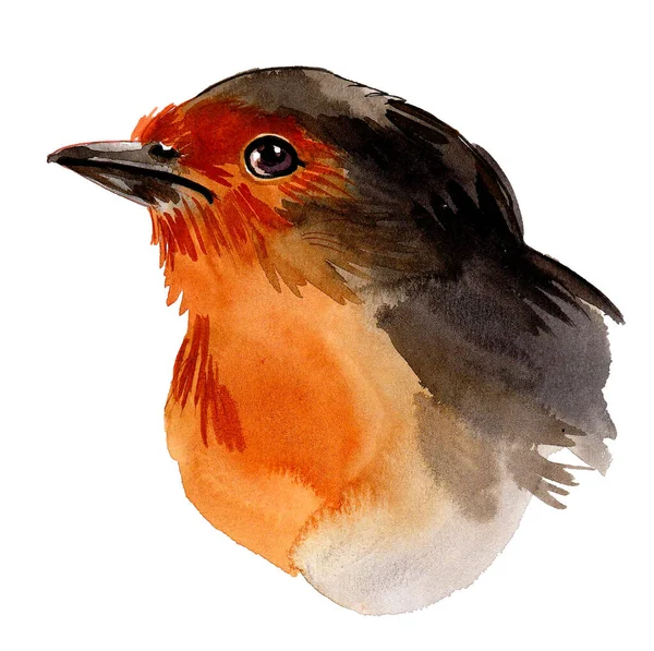 Vild Fågel Bläck Och Akvarell Ritning — Stockfoto
