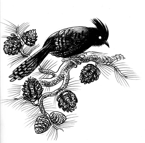 松の木の上のジェイ鳥 墨と白のドローイング — ストック写真