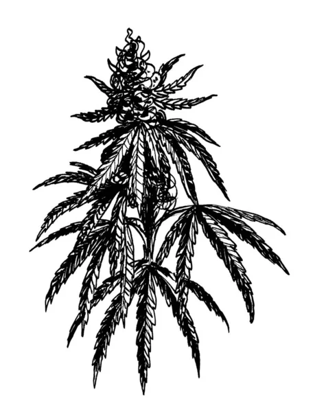 Planta Cannabis Tinta Desenho Preto Branco — Fotografia de Stock