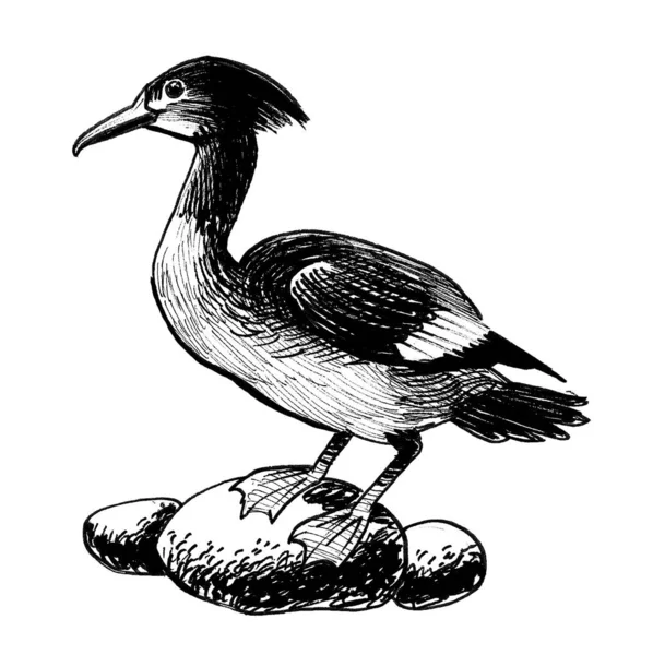 Pájaro Pato Salvaje Dibujo Blanco Negro Tinta —  Fotos de Stock