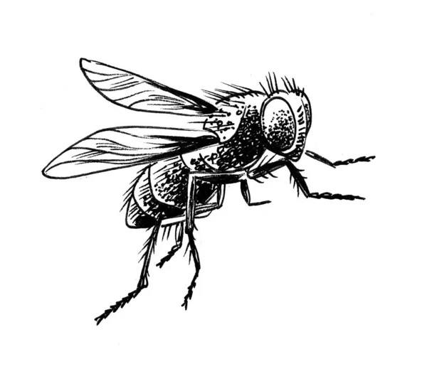 Fly Insect Ink Black White Drawing — Stock Photo, Image