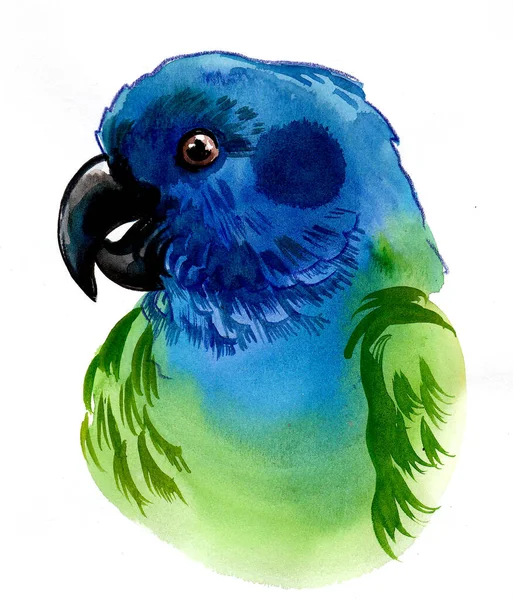 Blauwe Groene Papegaai Vogel Inkt Aquareltekening — Stockfoto