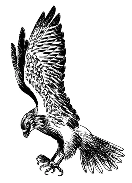Flying Hawk Bird Ink Black White Drawing — Stock Photo, Image