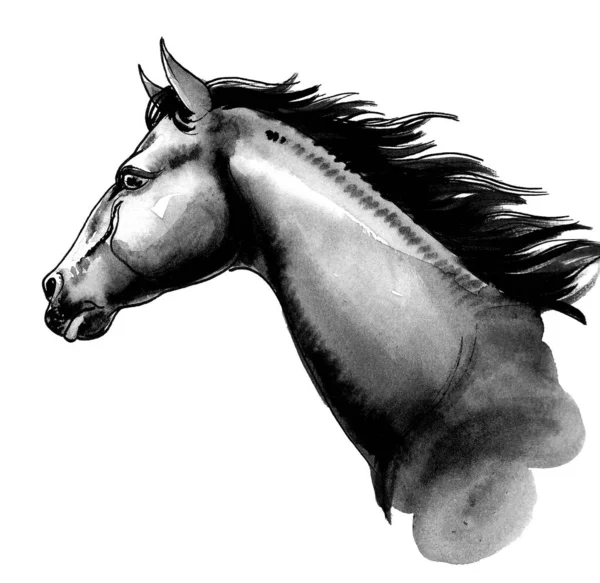 Tête Cheval Dessin Encre Aquarelle — Photo