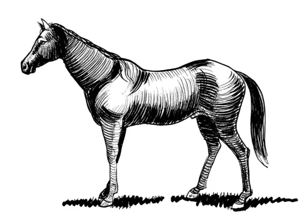 Caballo Parado Dibujo Blanco Negro Tinta —  Fotos de Stock