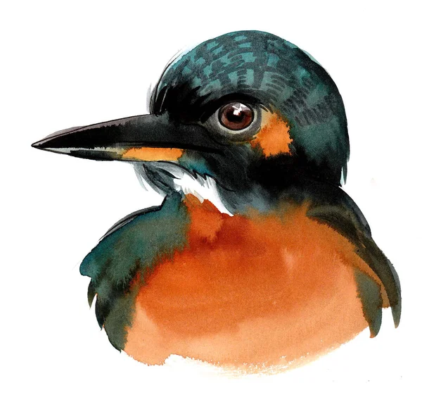 Ijsvogel Inkt Aquareltekening — Stockfoto