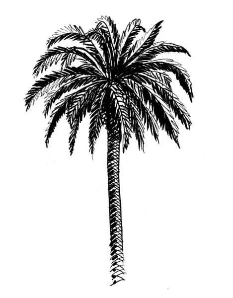 Palmera Tinta Dibujo Blanco Negro —  Fotos de Stock