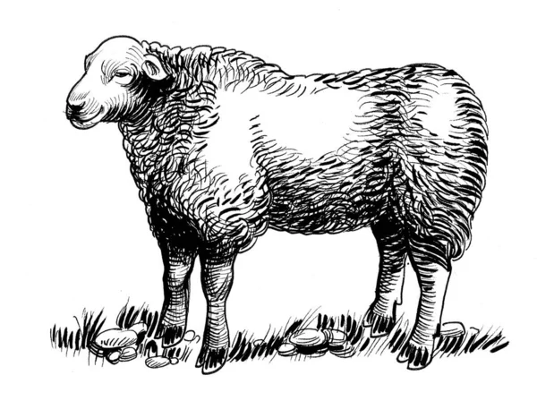 Owce Stojące Czarno Biały Rysunek Atramentu — Zdjęcie stockowe