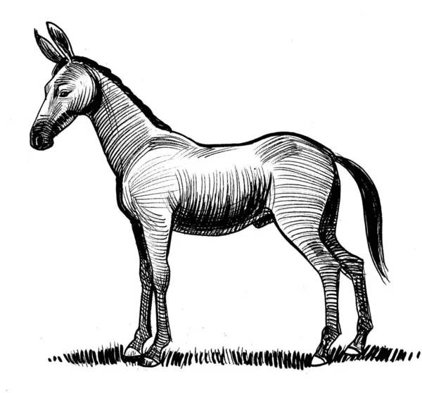 Standing Mule Ink Black White Drawing — Stok fotoğraf