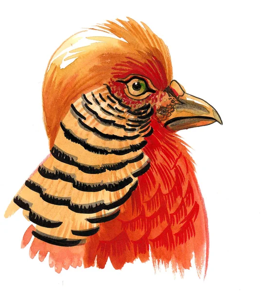 Wild Bird Head Ink Watercolor Drawing — стоковое фото