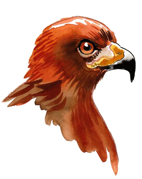Falcon Bird Head Ink Watercolor Drawing — Stok fotoğraf
