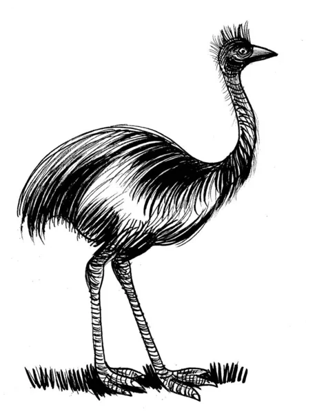 Pájaro Avestruz Emu Dibujo Blanco Negro Tinta —  Fotos de Stock