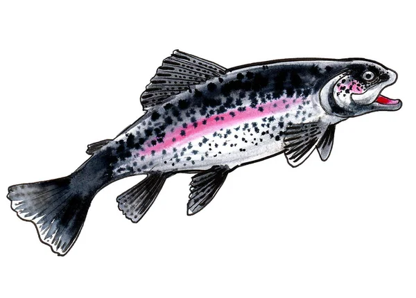 Watercolor Ink Sketch Trout Fish — Stock Photo, Image