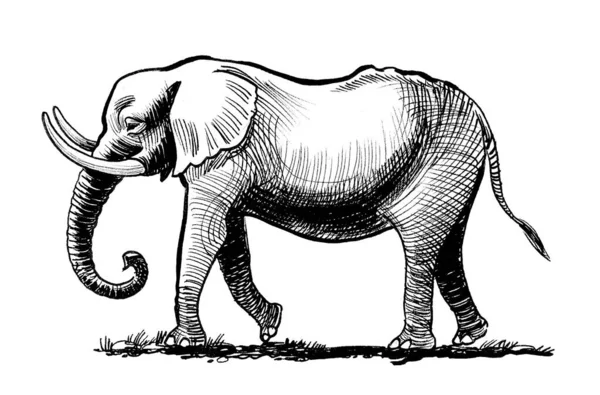 Ходячий Слон Чернила Черно Белые — стоковое фото