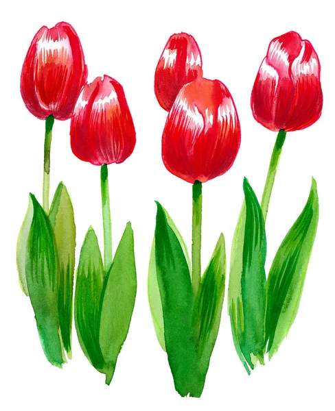 Bloeiende Tulpenbloemen Inkt Aquareltekening — Stockfoto