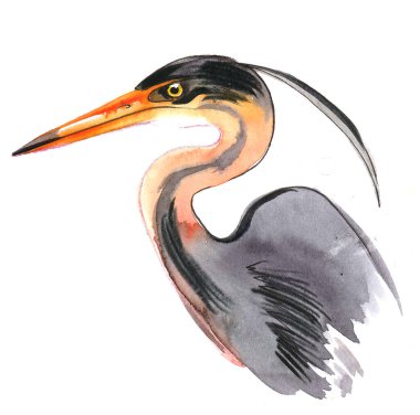 Balıkçıl kuş kafası. Mürekkep ve suluboya çizim