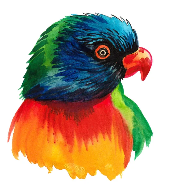 Kolorowy Ptak Papuga Rysunek Atramentu Akwareli — Zdjęcie stockowe
