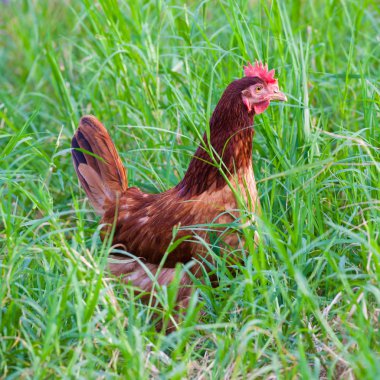 yeşil çim sahada kahverengi tavuk