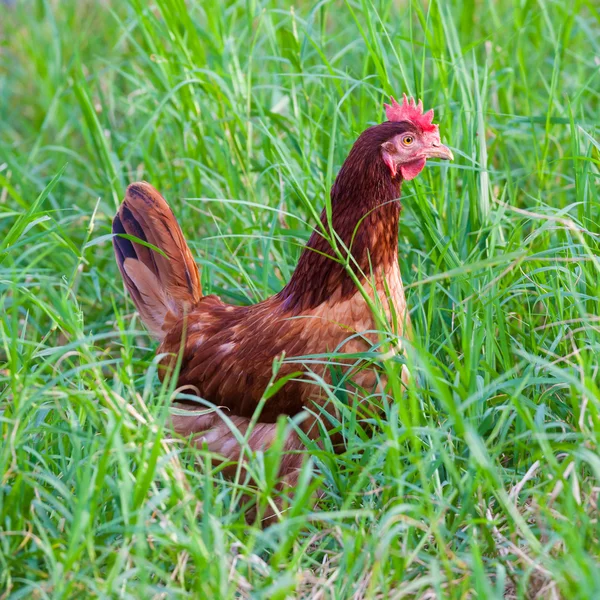 Brown chicken on green grass field — Stock Photo, Image