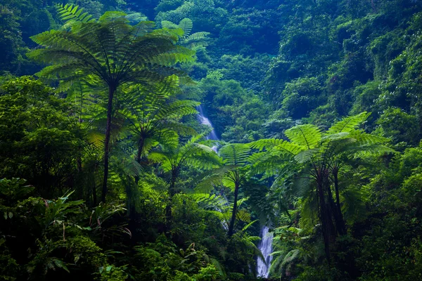 Водопад Мадакарипура, Восточная Ява, Индонезия — стоковое фото