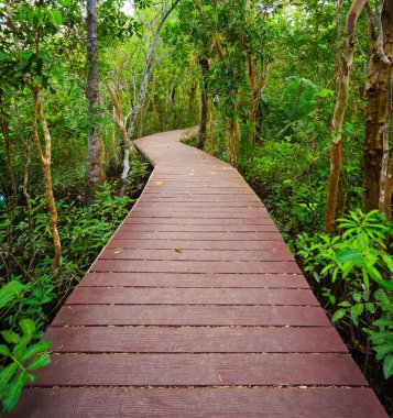 Orman, trang, Tayland için yol