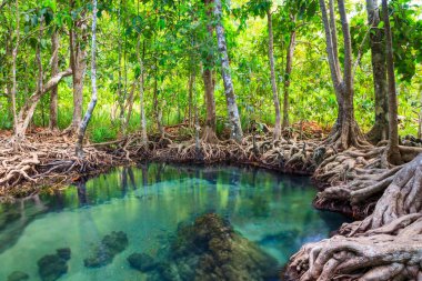 Tha pom, krabi, Tayland mangrov ormanda