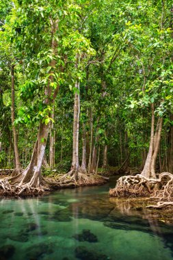 Tha pom, krabi, Tayland mangrov ormanda