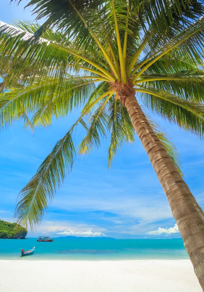 Playa y palmera de coco, Angthong parque nacional isla, Tailandia — Foto de Stock