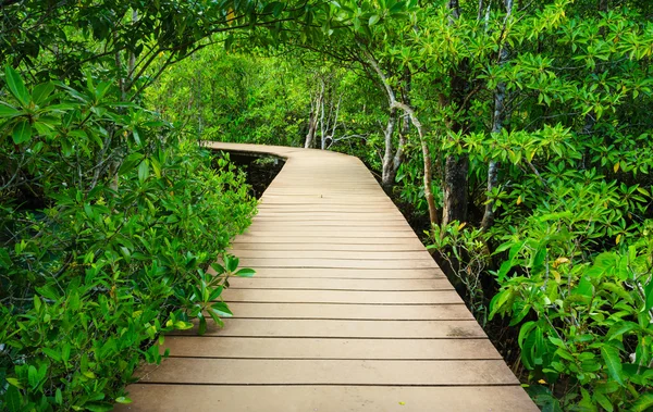 Sökväg till djungeln, trang, thailand — Stockfoto