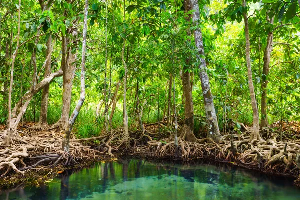 Tha Pom, el bosque de manglares en Krabi, Tailandia — Foto de Stock