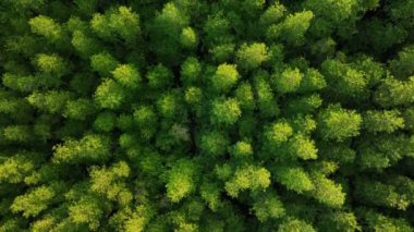 Mangrov ormanlarının yukarıdan görünüşü, ağaçların tepesinde uçan insansız hava aracı.