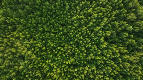 Shora Dolů Letecký Pohled Mangrovový Les Dron Zoom Rotaci Nad — Stock video