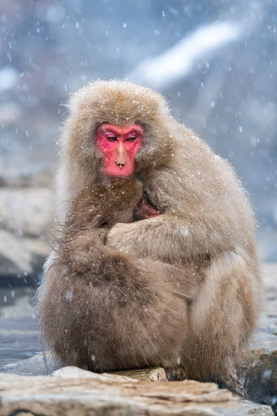 Snow monkey holding baby monkey  (Japanese Macaque) in a snowstrom, Jigokudani Monkey Park, Nagano, Japan