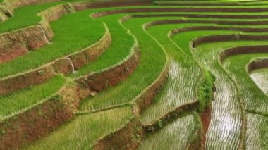 Mu Cang Chai, Yen Bai, Vietnam 'da, teraslı pirinç tarlaları üzerinde insansız hava aracı uçuşu.