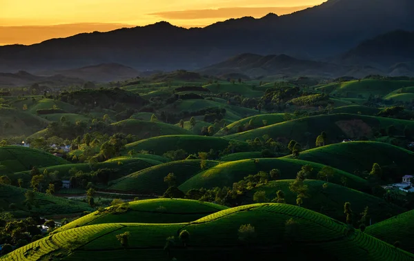Aerial View Beatiful Sunset Long Coc Tea Hill Phu Tho — Stock Photo, Image
