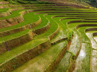 Mu Cang Chai, Yen Bai, Vietnam 'da, teraslı pirinç tarlaları üzerinde insansız hava aracı uçuşu.