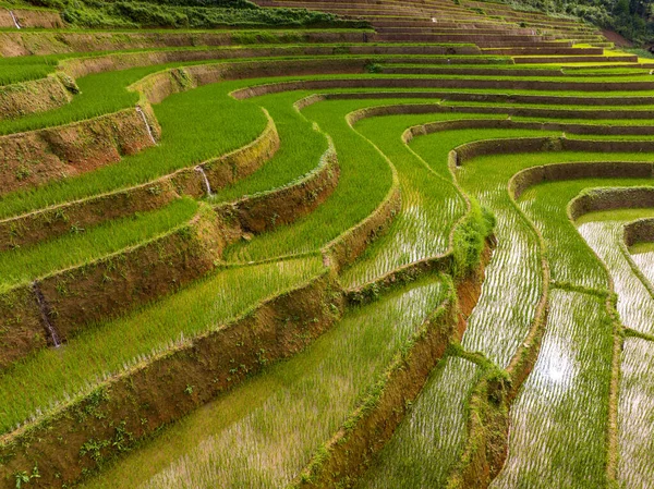 Aerial View Drone Flight Terraced Rice Fields Cang Chai Yen — 스톡 사진